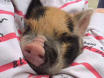 LOOK AT THIS CUTE PIG. LOOK! S...